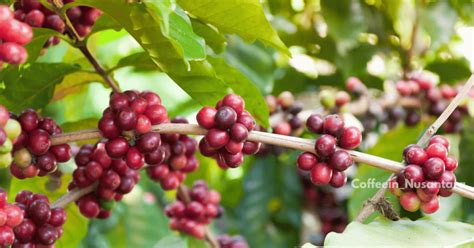 How to Become an Indonesian Coffee Exporter - balustradellc