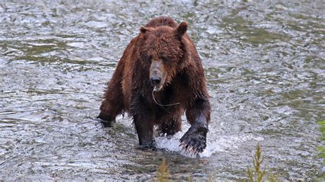 HOW TO BEHAVE WITH BEARS – SAVE WILD - balustradellc