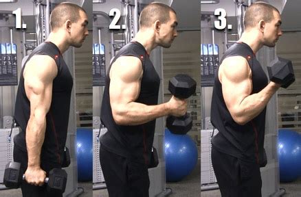 How to Bicep Curl with Proper Form for Maximum … - balustradellc