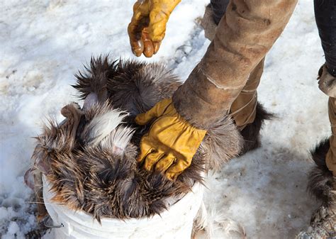 How to Brain-Tan a Deer Hide in 8 Steps - Outdoor Life - balustradellc