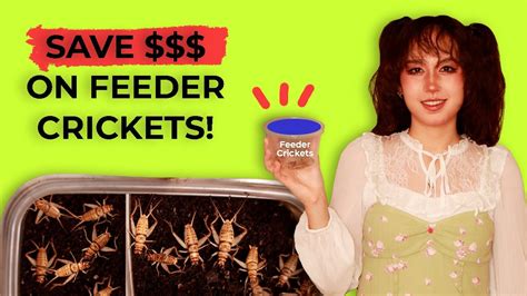 How to Breed and Raise Feeder Crickets - PetMD - balustradellc