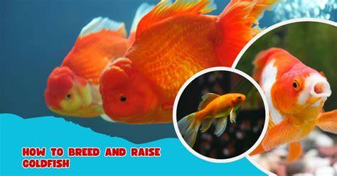 How to Breed and Raise Goldfish - Petnicki - raincitystudios.com