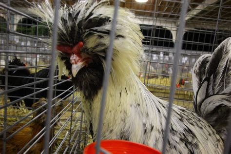 How to Breed Chickens for Show and Fun - Backyard … - balustradellc