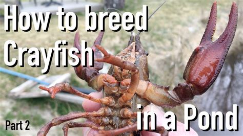 How to breed crayfish | Tips for sucessful breeding - muktibox.com