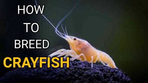 How to Breed Crayfish in Aquarium: Essential Tips for Success and ... - muktibox.com