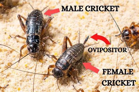 How to Breed Crickets! - balustradellc