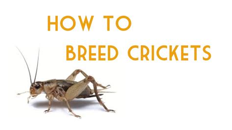 How to Breed Crickets | PetMD - balustradellc