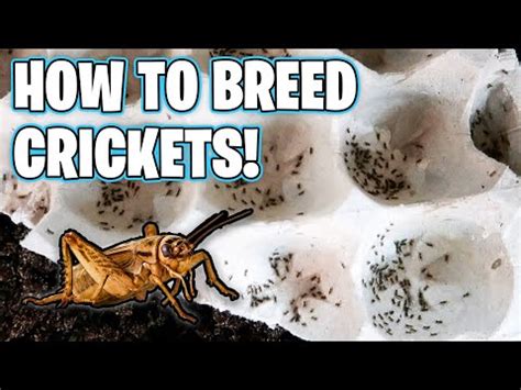 How To Breed Crickets For Beginners - balustradellc
