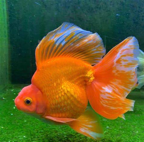How to breed fancy goldfish - raincitystudios.com