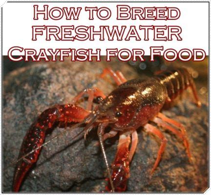 How to Breed FRESHWATER Crayfish for Food - muktibox.com