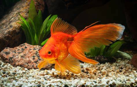 How to Breed Goldfish: 11 Vet-Approved Tips - raincitystudios.com