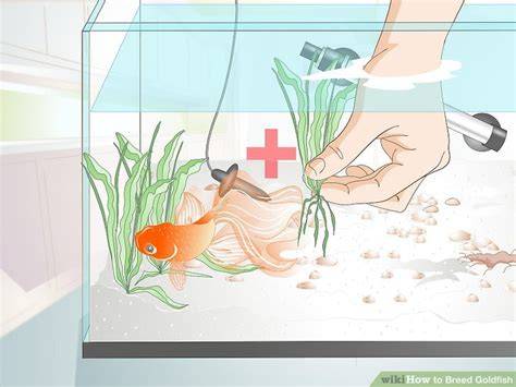 How to Breed Goldfish: 14 Steps (with Pictures) - wikiHow - raincitystudios.com