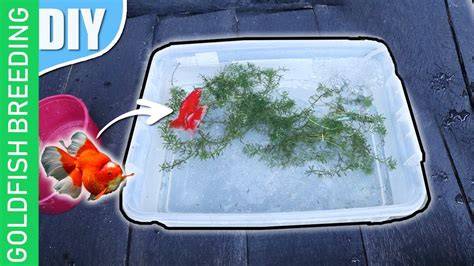 How to Breed Goldfish: A Step-by-Step Guide - The Pets Portal - raincitystudios.com