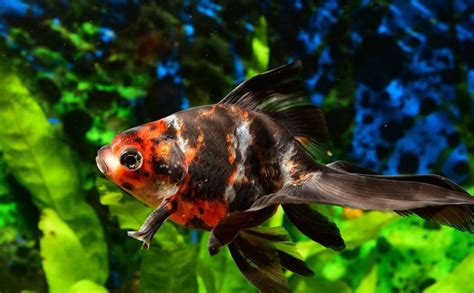 How To Breed Goldfish: Setting Up The Perfect Tank - raincitystudios.com