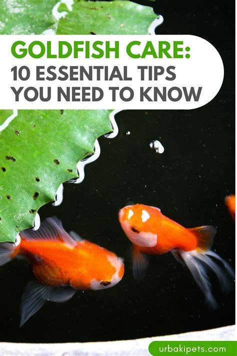 How to Breed Goldfish in Aquarium: Essential Tips for Successful ... - raincitystudios.com
