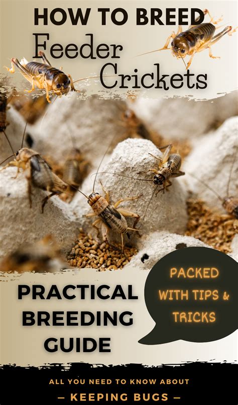 How To Breed Your Own Feeder Crickets - balustradellc
