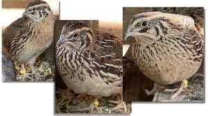How to Brood and Raise Quail Birds from Day Old Till Maturity - balustradellc