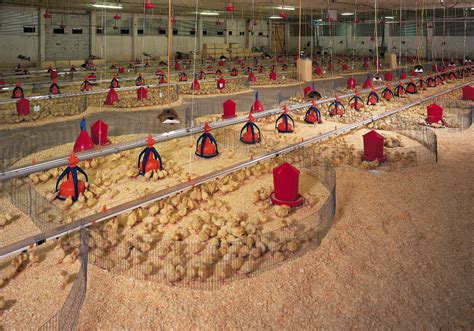 How to Brood and Raise Turkeys from Day Old Till Maturity - balustradellc