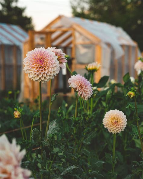 How to Budget for Your First Year of Flower Farming - raincitystudios.com