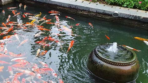 How to Build a Cement Koi Pond: Step-by-Step Guide - balustradellc