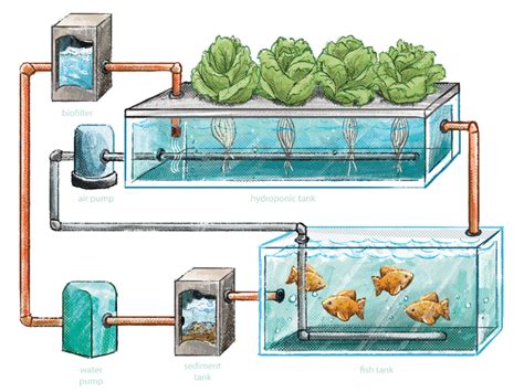 How to Build a Closed-Loop Aquaponics System at Home - balustradellc