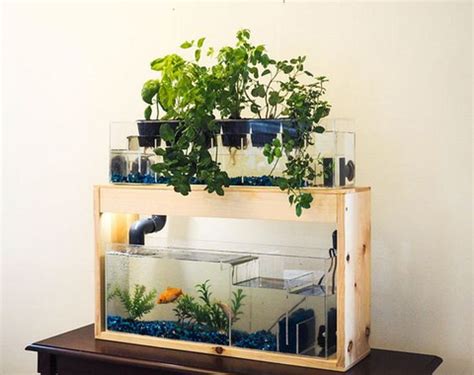 How to Build a Desktop Aquaponics System - balustradellc