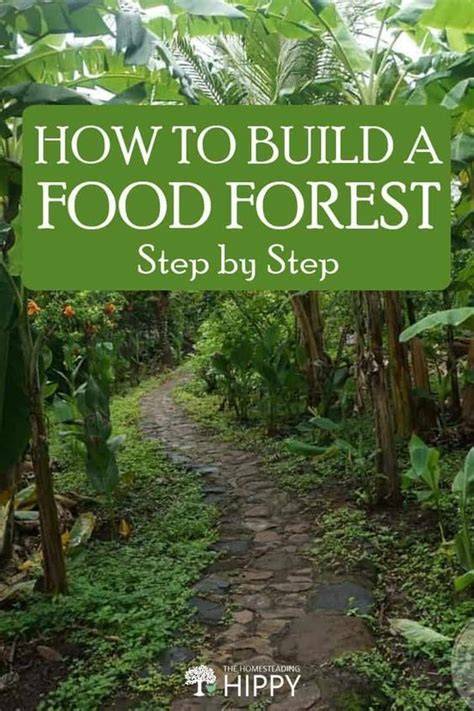 How to Build a Food Forest Step by Step | Vegetable … - raincitystudios.com