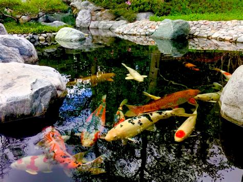 How to Build a Koi Pond: A Comprehensive Guide - balustradellc