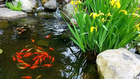How To Build A Koi Pond In 10 Simple Steps - balustradellc