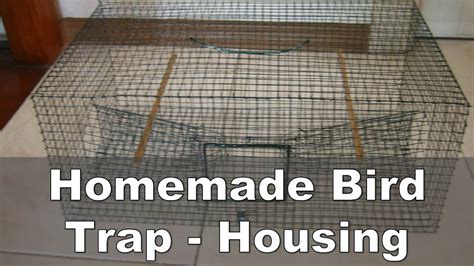 How to Build a Trap for a Small Bird - Step by Step - balustradellc