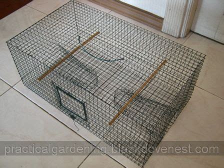 How to Build an Effective Bird Trap at Home! - balustradellc
