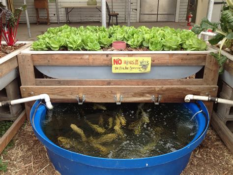 How To Build DIY Aquaponics System For Beginners For Backyard 2021 - balustradellc