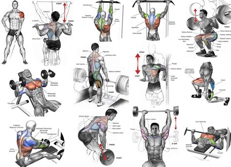 How To Build Muscle Effectively, According To Fitness … - balustradellc