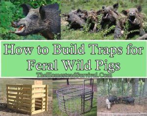 How to Build Traps for Feral Wild Pigs - The … - balustradellc