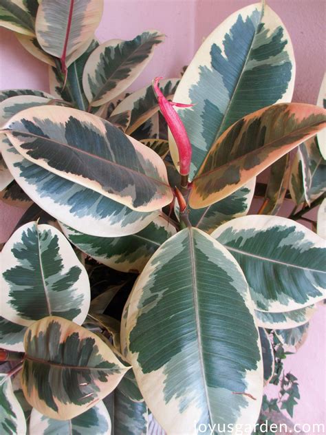 How to Care for a Ficus | Gardener's Supply - raincitystudios.com