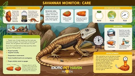 How to Care for a Pet Savannah Monitor - The Spruce … - balustradellc