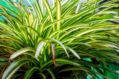 How to Care for a Spider Plant (Chlorophytum comosum) - raincitystudios.com