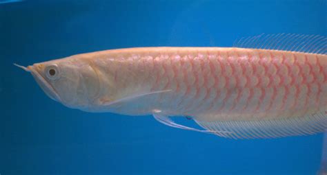 How to care for albino silver arowana fish - balustradellc