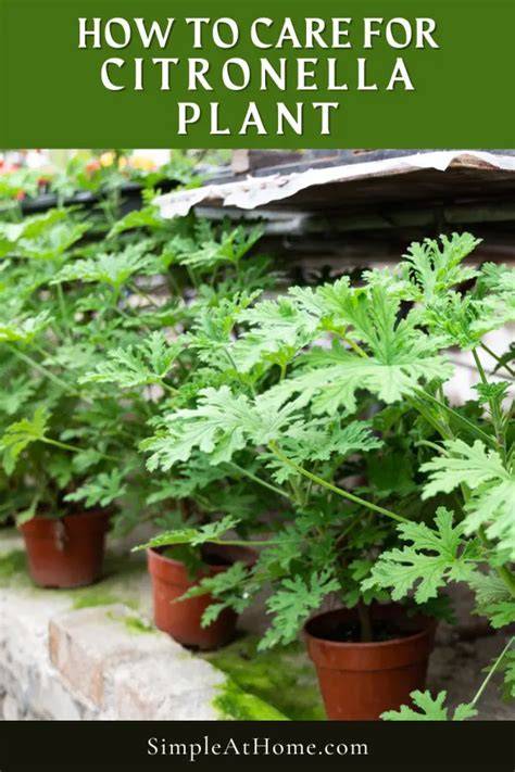 How To Care For Citronella Plant - Gardening Dream - raincitystudios.com