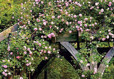 How to Care for Climbing Roses - Better Homes - raincitystudios.com