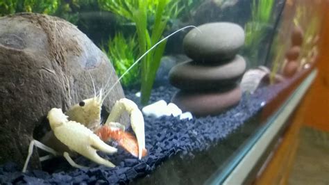 How to Care for Crayfish in Aquariums: Essential Tips for a Thriving ... - muktibox.com