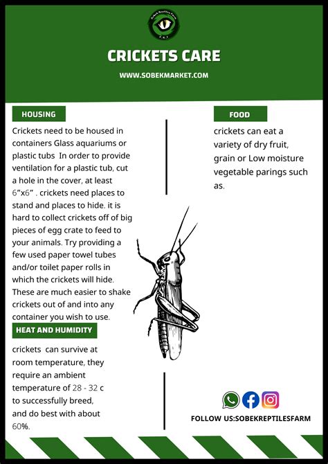 How to Care For Crickets - TC INSECTS - balustradellc