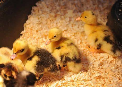 How to Care for Ducklings - Backyard Poultry - raincitystudios.com