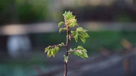 How to Care for New Saplings - Nelson Tree Specialist - raincitystudios.com