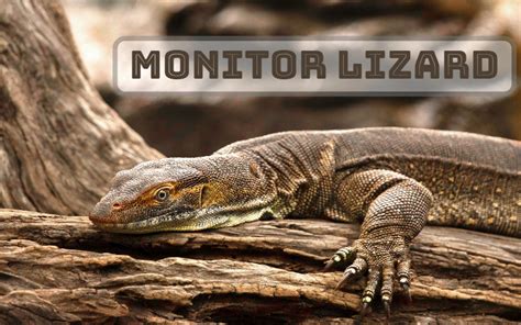 How to Care for Pet Monitor Lizards - The Spruce Pets - balustradellc