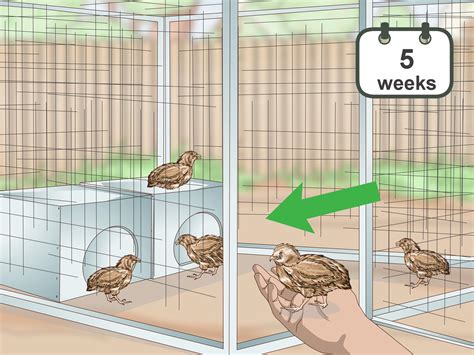 How to Care for Quail (with Pictures) - wikiHow - balustradellc