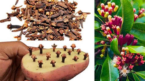 How to care for young cloves so they grow well - balustradellc