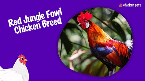 How to catch a feral chicken/red jungle fowl - BackYard Chickens - balustradellc