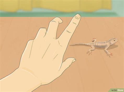 How to Catch a Lizard in the House: 10 Simple Tips - wikiHow - balustradellc