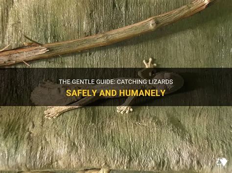 How to Catch a Lizard Without Killing It: A Guide to Safe and Humane ... - balustradellc